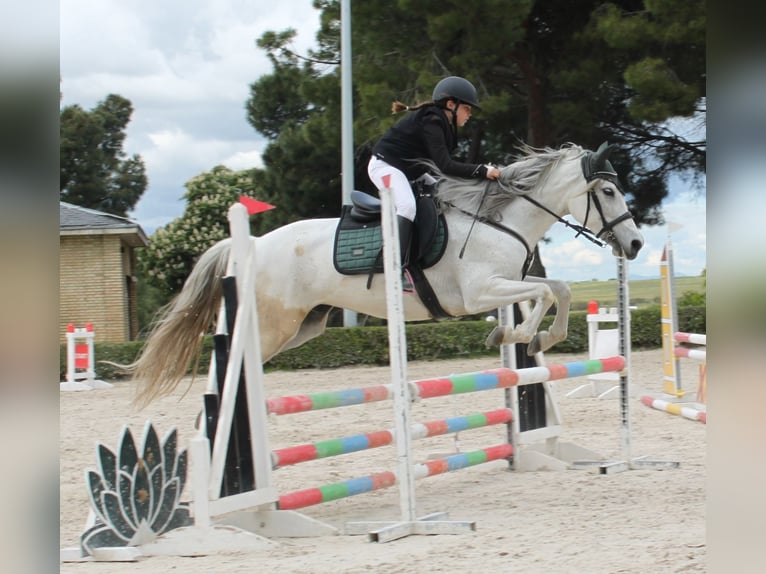 Pozostałe rasy Mix Klacz 8 lat 165 cm Siwa in Madrid