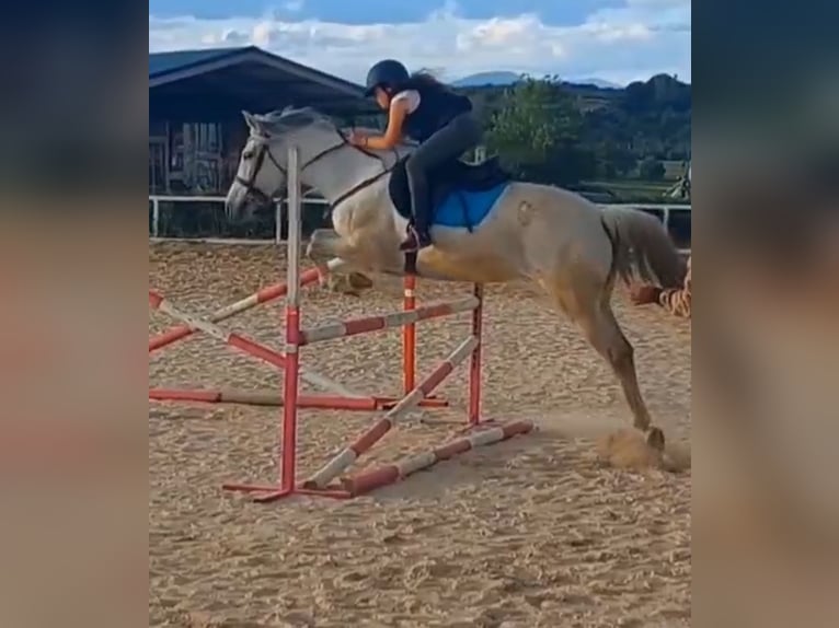 Pozostałe rasy Mix Klacz 8 lat 165 cm Siwa in Madrid