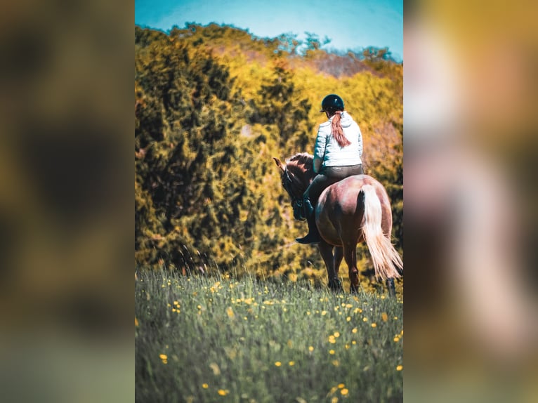 Pozostałe rasy Klacz 8 lat 168 cm Izabelowata in Nettersheim