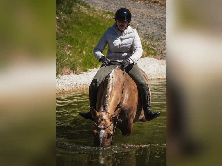 Pozostałe rasy Klacz 8 lat 168 cm Izabelowata in Nettersheim