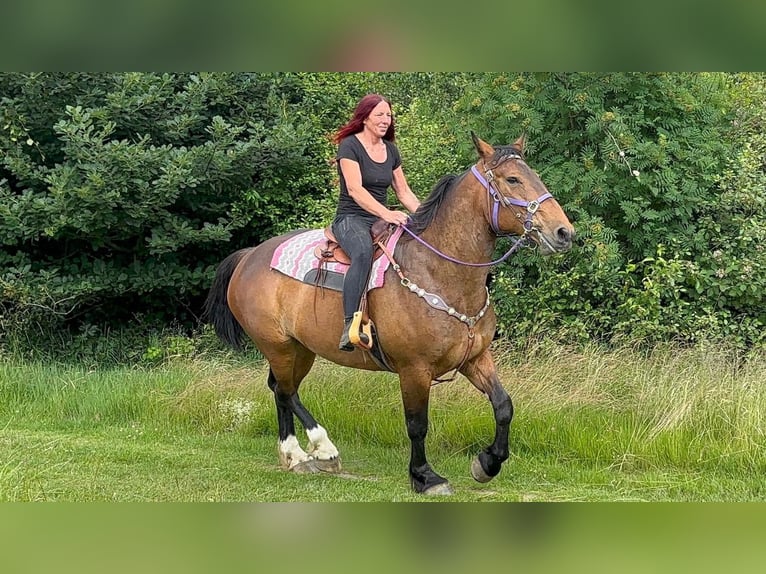 Pozostałe rasy Klacz 8 lat 173 cm Gniada in Linkenbach