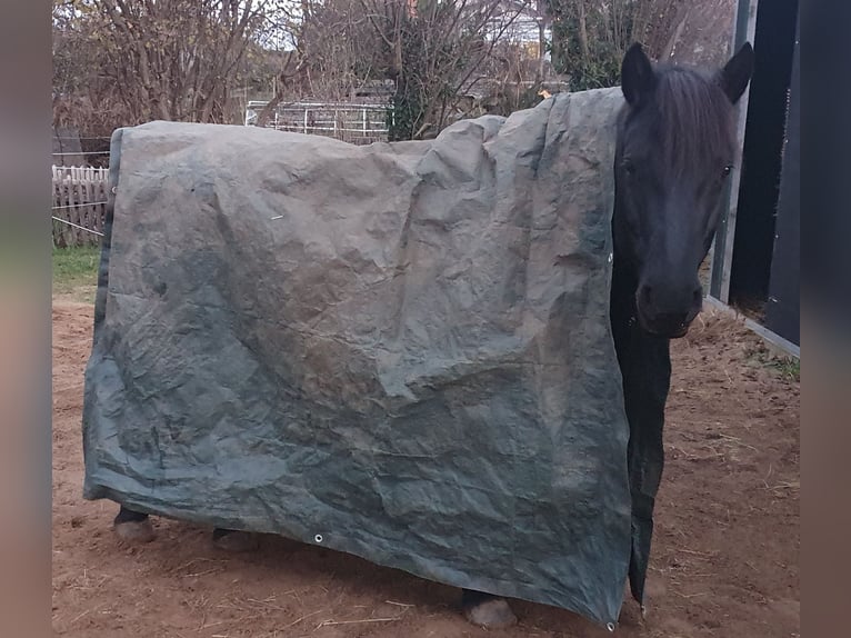 Pozostałe rasy Mix Klacz 9 lat 143 cm Kara in Bad Harzburg