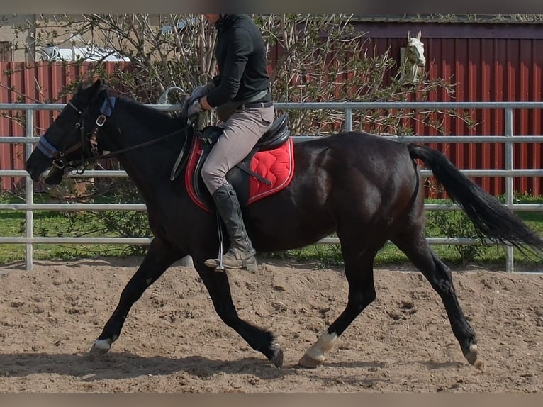 Pozostałe rasy Klacz 9 lat 147 cm Kara in Buttstädt
