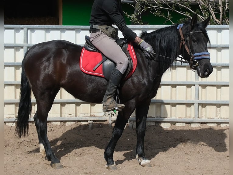 Pozostałe rasy Klacz 9 lat 147 cm Kara in Buttstädt