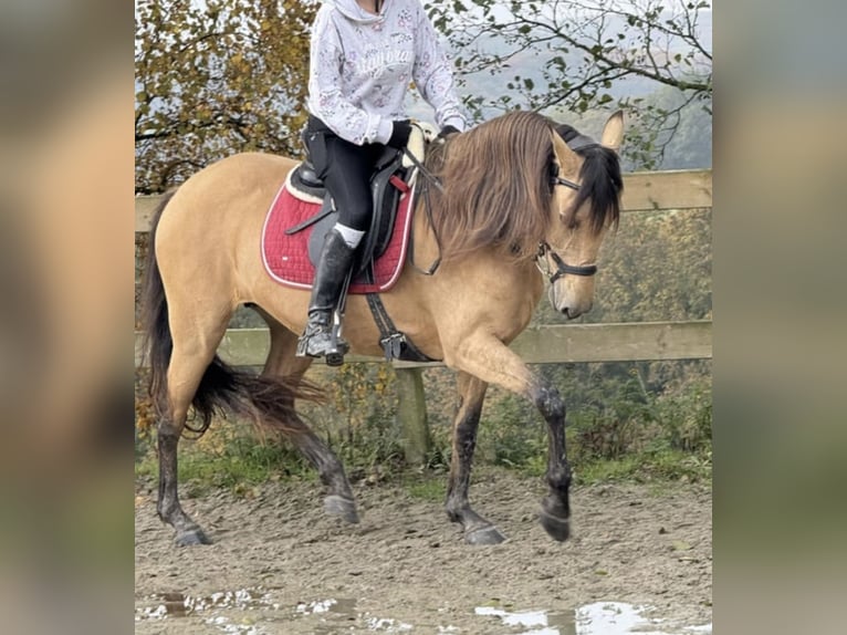 Pozostałe rasy Klacz 9 lat 150 cm Bułana in Remscheid