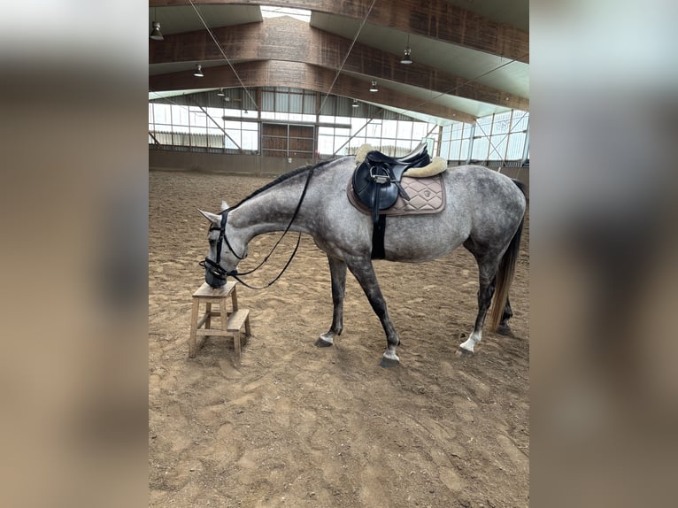 Pozostałe rasy Klacz 9 lat 155 cm Siwa jabłkowita in Zepernick