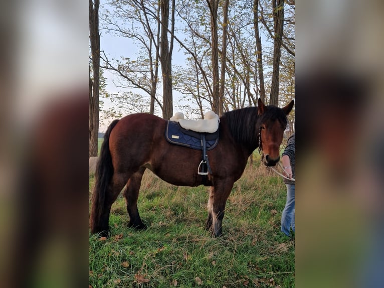 Pozostałe rasy Klacz 9 lat 161 cm Gniada in Fehrbellin Hakenberg