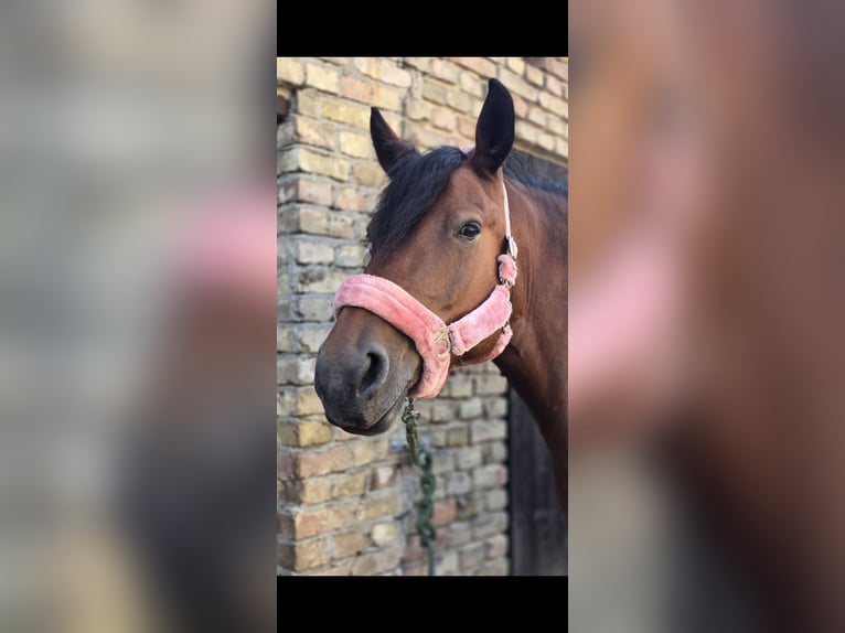 Pozostałe rasy Klacz 9 lat 161 cm Gniada in Fehrbellin Hakenberg