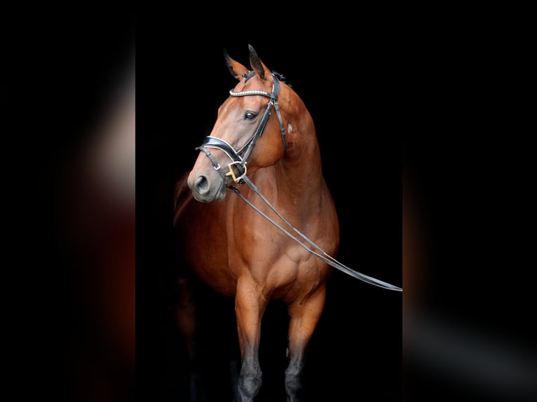 Pozostałe rasy Klacz 9 lat 164 cm Gniada in Wijk en Aalburg