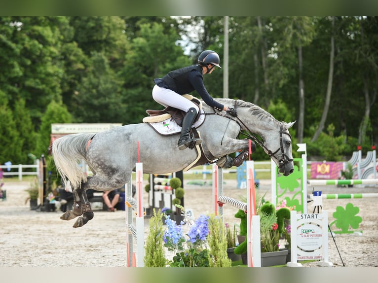 Pozostałe rasy Klacz 9 lat 167 cm in Niitvälja