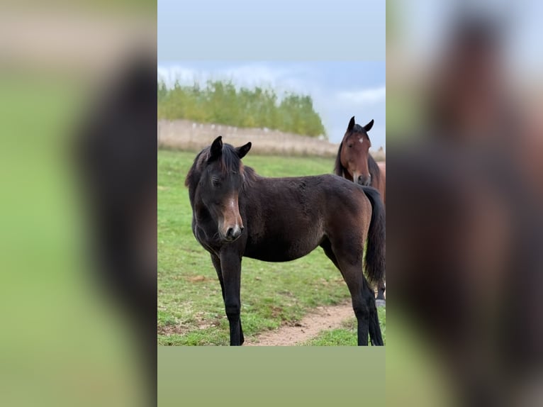 Pozostałe rasy Klacz Źrebak (03/2025) 159 cm Może być siwy in Rotenburg an der Fulda
