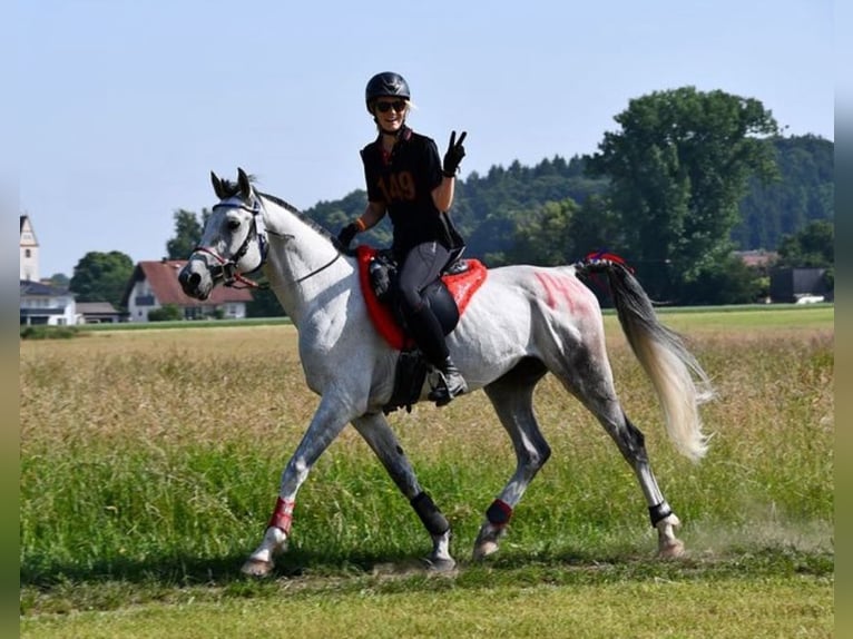 Pozostałe rasy Klacz Źrebak (03/2025) 159 cm Może być siwy in Rotenburg an der Fulda