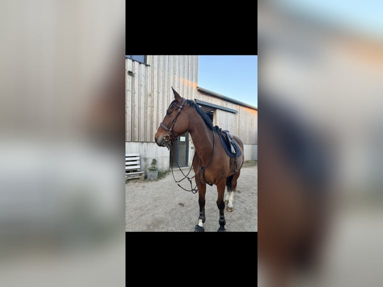 Pozostałe rasy Ogier 10 lat 170 cm Gniada in Octeville-sur-Mer