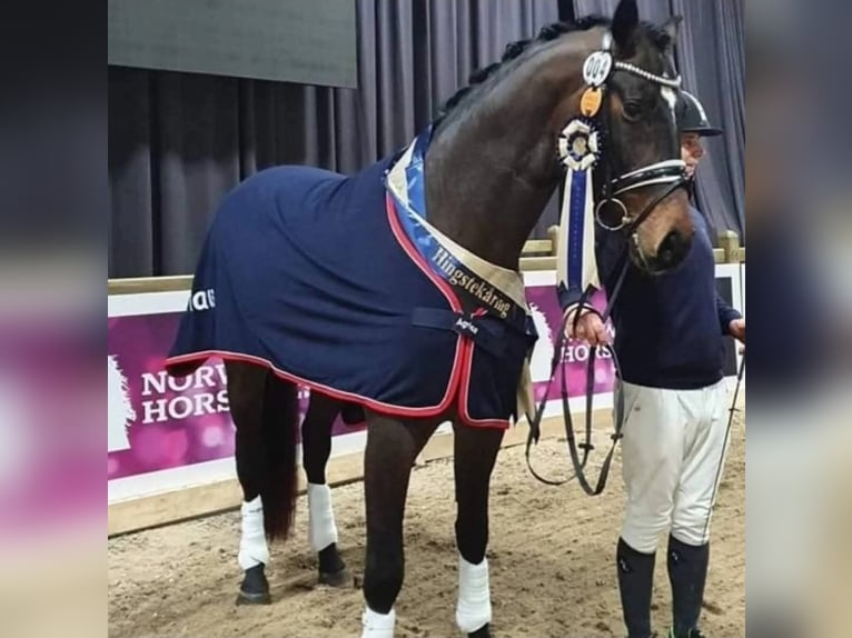 Pozostałe rasy Ogier 10 lat 173 cm Ciemnogniada in Finstadjordet