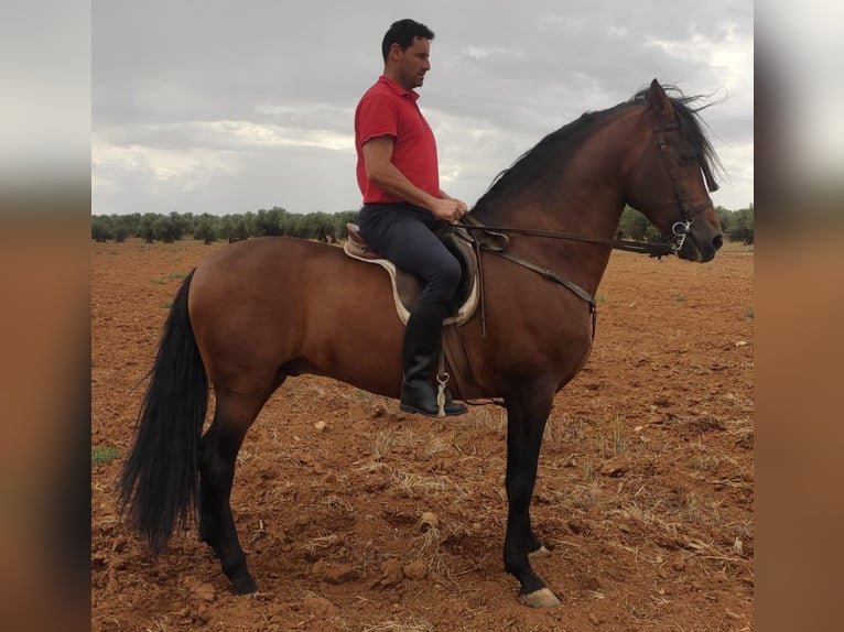 Pozostałe rasy Mix Ogier 13 lat 164 cm Gniada in Madrid