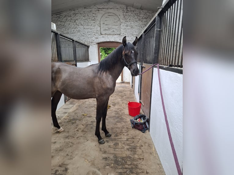 Pozostałe rasy Ogier 1 Rok 143 cm Bułana in Kaarst