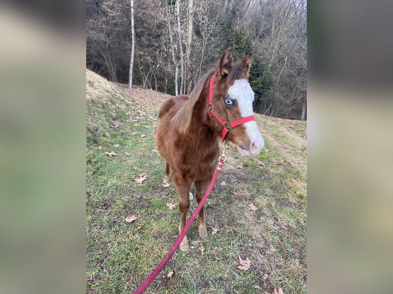Pozostałe rasy Ogier 1 Rok Kasztanowata in CampoverdeSalò