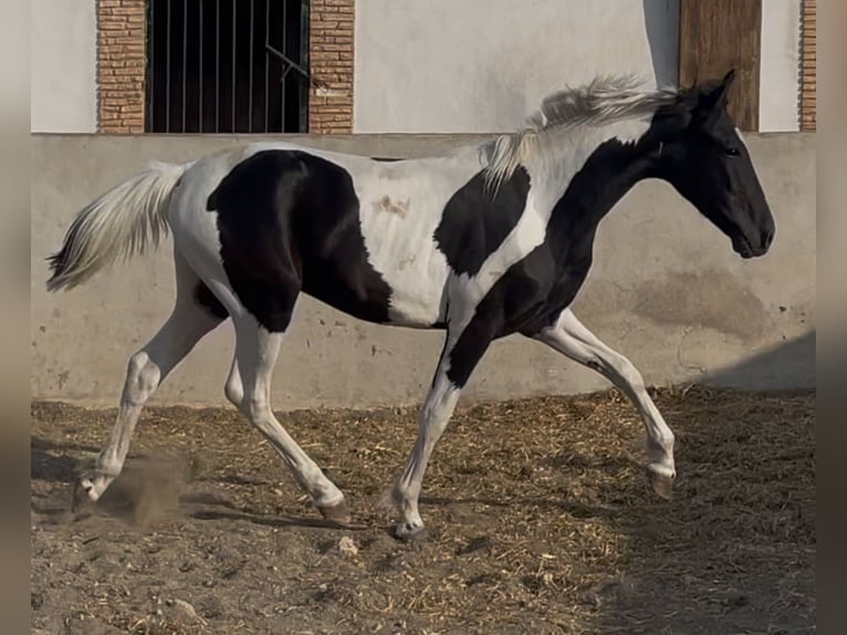 Pozostałe rasy Ogier 2 lat 145 cm Tobiano wszelkich maści in Fuente Alamo
