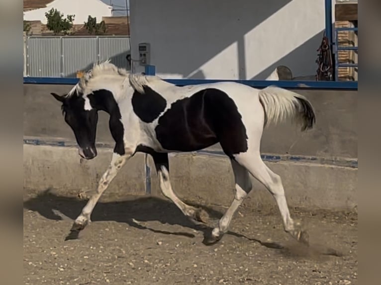 Pozostałe rasy Ogier 2 lat 145 cm Tobiano wszelkich maści in Fuente Alamo