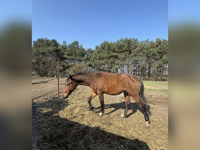 Pozostałe rasy Ogier 2 lat 150 cm Gniada in Włoszczowa