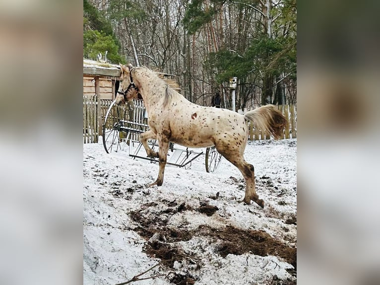 Pozostałe rasy Mix Ogier 2 lat Tarantowata in kazimierz