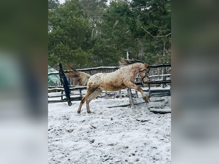 Pozostałe rasy Mix Ogier 2 lat Tarantowata in kazimierz