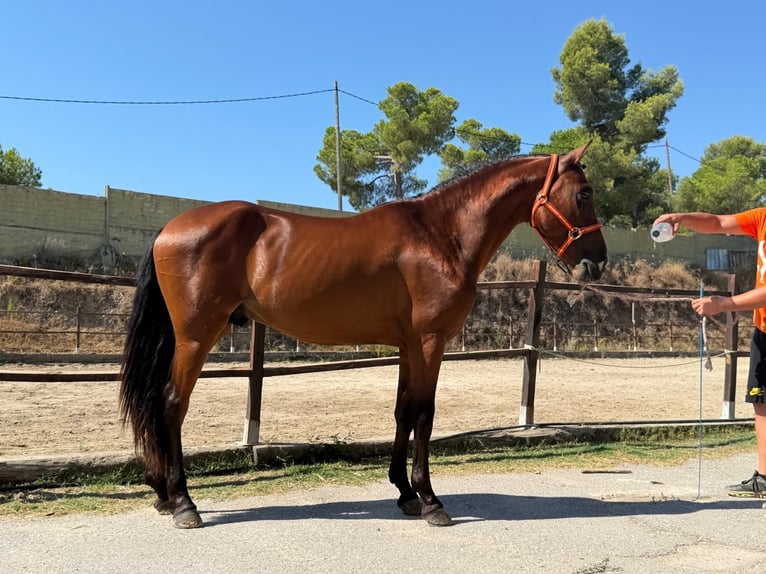 Pozostałe rasy Ogier 3 lat 148 cm Gniada in Terrassa