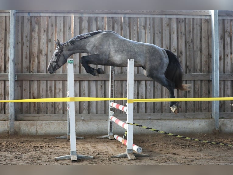 Pozostałe rasy Ogier 3 lat 166 cm Siwa in Kalmaru