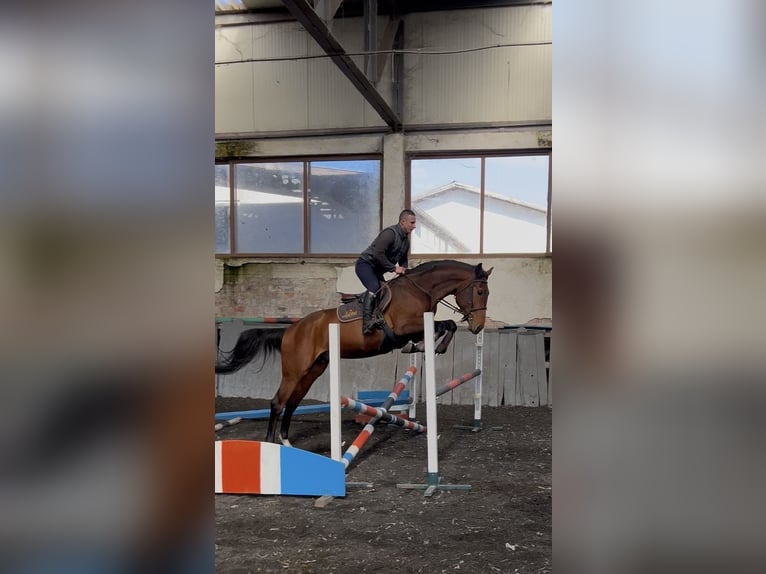 Pozostałe rasy Ogier 3 lat 167 cm Gniada in Pleven