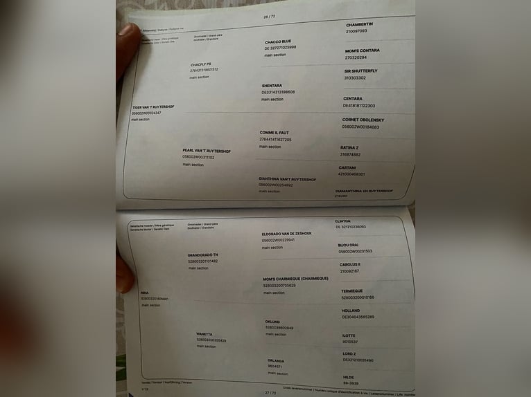 Pozostałe rasy Ogier 3 lat 174 cm Jasnogniada in Austria