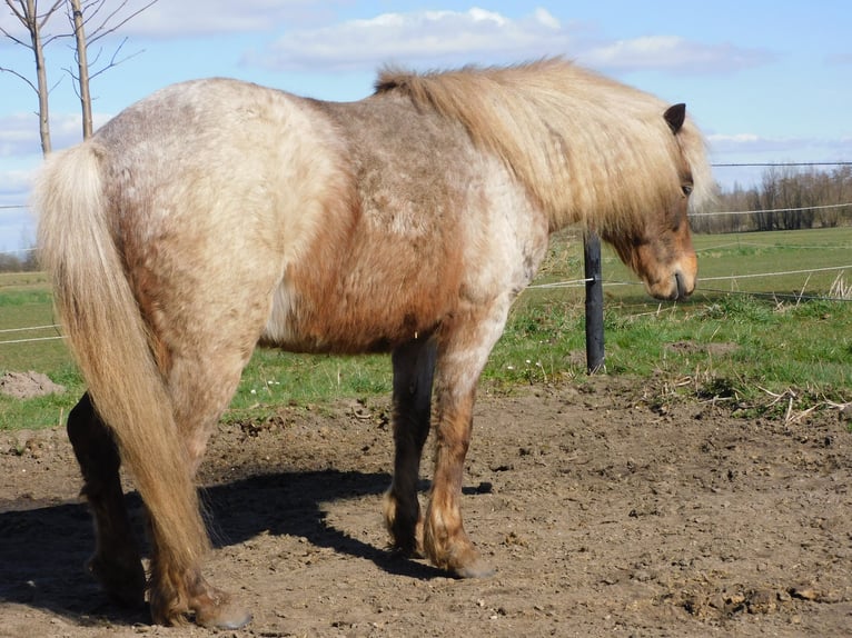 Pozostałe rasy Mix Ogier 4 lat 115 cm  in Emst
