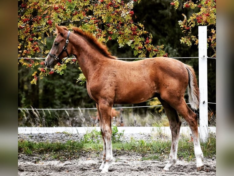 Pozostałe rasy Ogier 4 lat 178 cm Kasztanowata in Jyv&#xE4;skyl&#xE4;