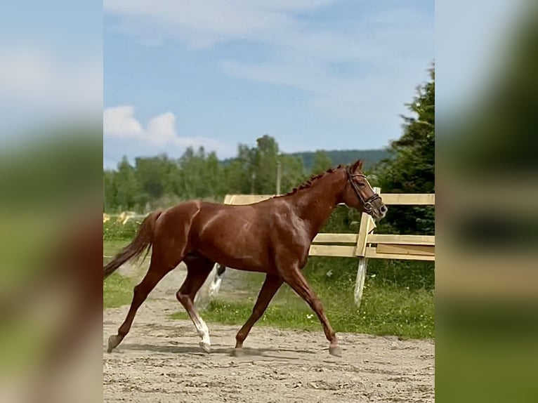Pozostałe rasy Ogier 4 lat 178 cm Kasztanowata in Jyv&#xE4;skyl&#xE4;