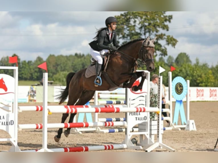 Pozostałe rasy Ogier 5 lat 167 cm in Tartu