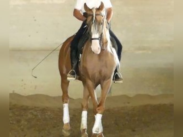 Pozostałe rasy Mix Ogier 7 lat 166 cm Overo wszelkich maści in Sevilla