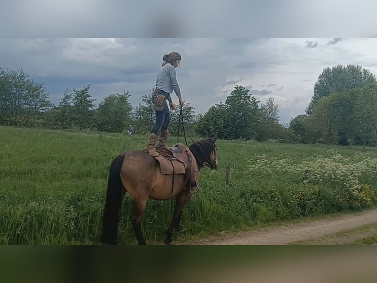 Pozostałe rasy Ogier 8 lat 153 cm Jelenia in Niederkr&#xFC;chten