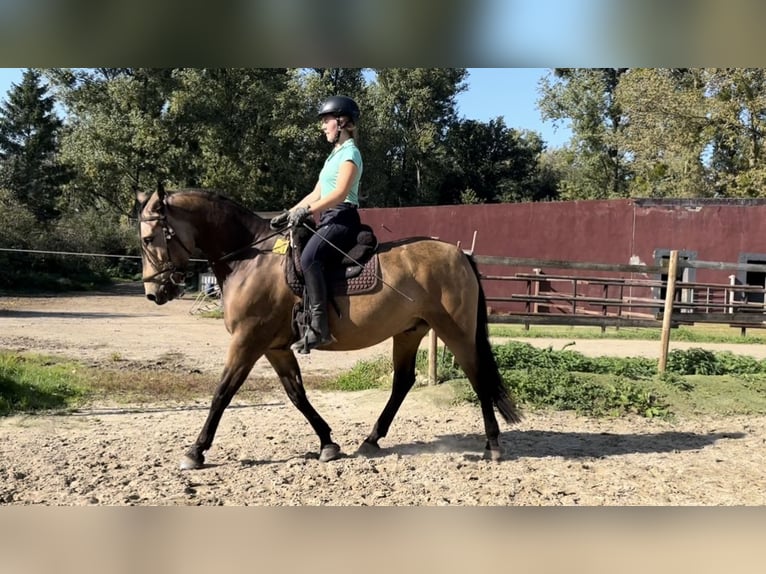 Pozostałe rasy Ogier 8 lat 153 cm Jelenia in Niederkr&#xFC;chten