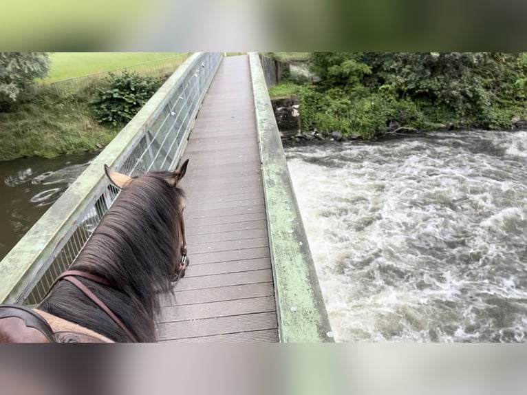 Pozostałe rasy Ogier 8 lat 153 cm Jelenia in Niederkr&#xFC;chten