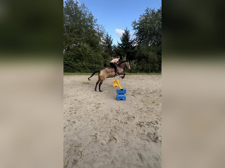 Pozostałe rasy Ogier 8 lat 153 cm Jelenia in Niederkr&#xFC;chten