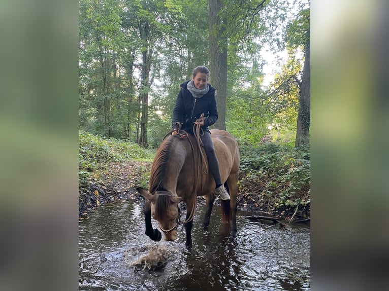 Pozostałe rasy Ogier 8 lat 153 cm Jelenia in Niederkr&#xFC;chten
