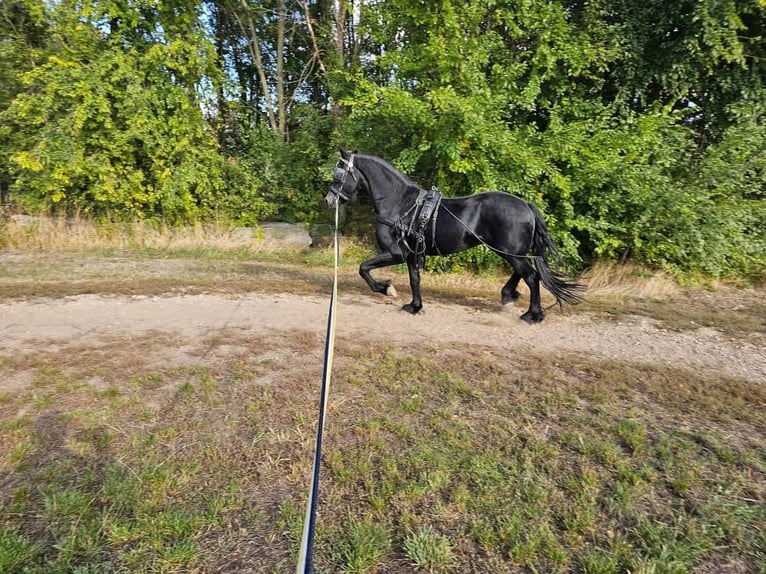 Pozostałe rasy Ogier 8 lat 164 cm Skarogniada in Halle