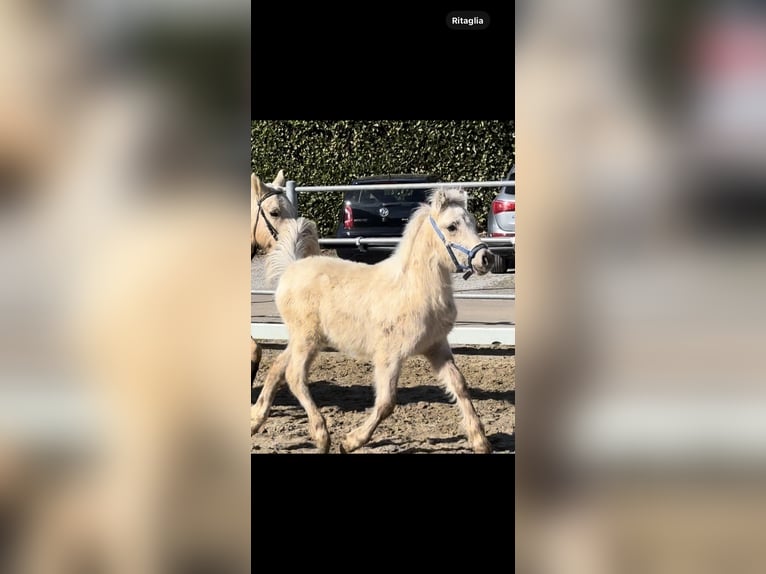 Pozostałe rasy Ogier Źrebak (01/2026) 100 cm Izabelowata in Bergamo