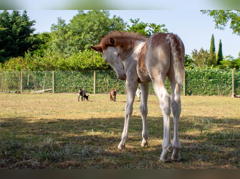 Pozostałe rasy Mix Ogier Źrebak (05/2026) 152 cm Sabino in Valeyrac