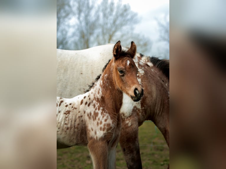 Pozostałe rasy Mix Ogier Źrebak (03/2026) Tarantowata in Chaudefonds sur layon
