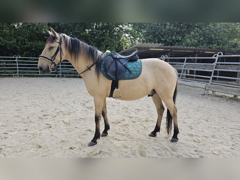 Pozostałe rasy Wałach 10 lat 150 cm Bułana in Bad Camberg