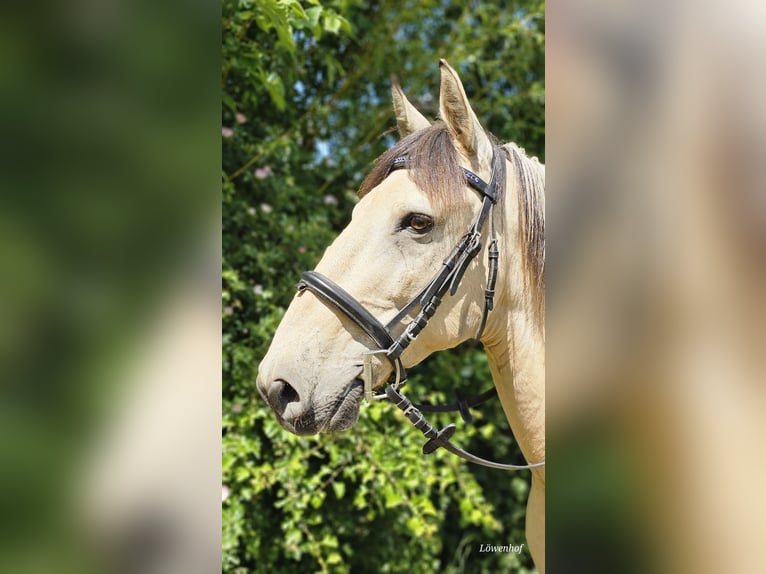 Pozostałe rasy Wałach 10 lat 150 cm Bułana in Bad Camberg