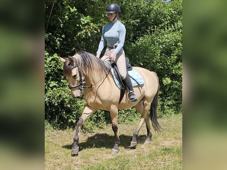 Pozostałe rasy Wałach 10 lat 150 cm Bułana in Bad Camberg