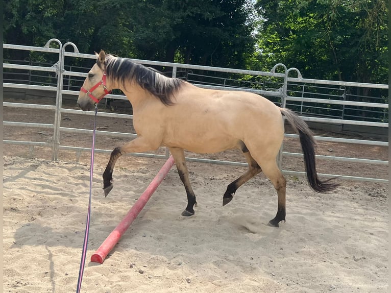 Pozostałe rasy Wałach 10 lat 150 cm Bułana in Bad Camberg