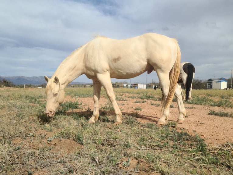 Pozostałe rasy Wałach 10 lat 152 cm Cremello in Hereford