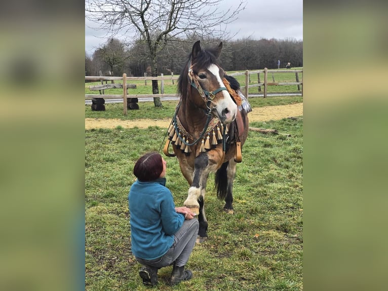 Pozostałe rasy Mix Wałach 10 lat 152 cm Gniada in Linkenbach